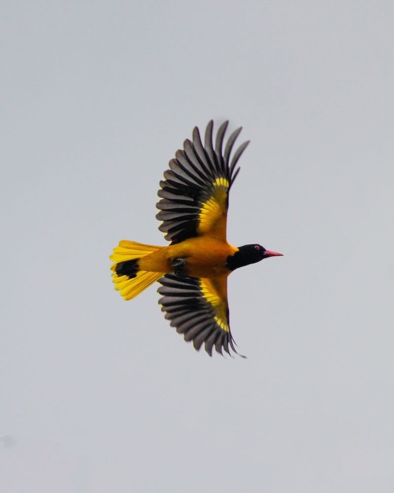 Фотография автора Pallegama Gamage Ruwan Sampath