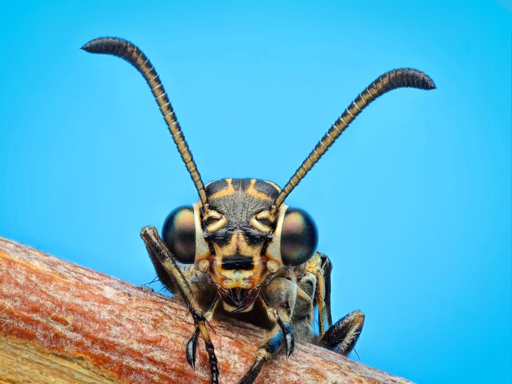 Фотография автора Сергей Чебанов