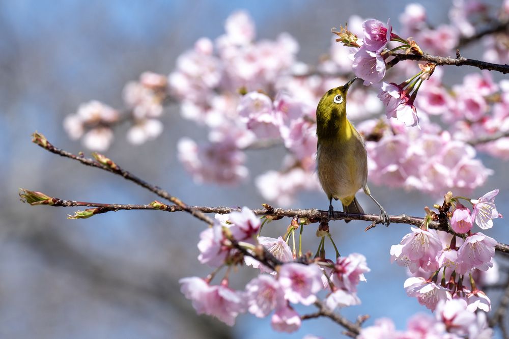 Фотография автора Viduranga Shan