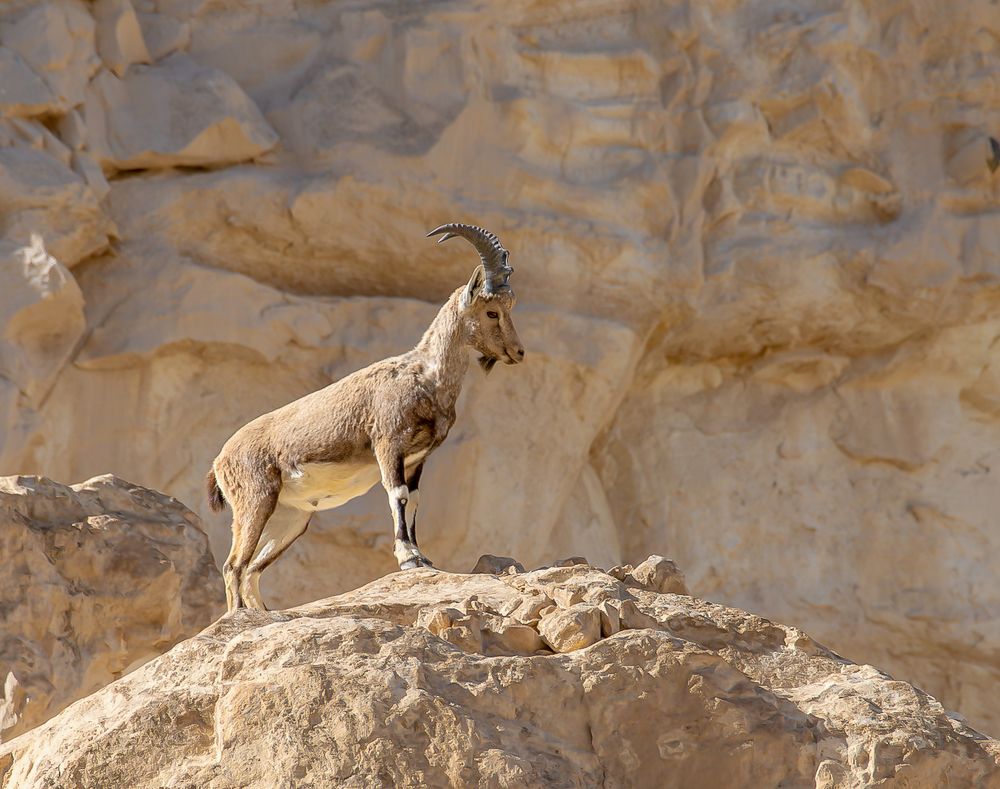 Фотография автора Mohammed sajd Abo ganem