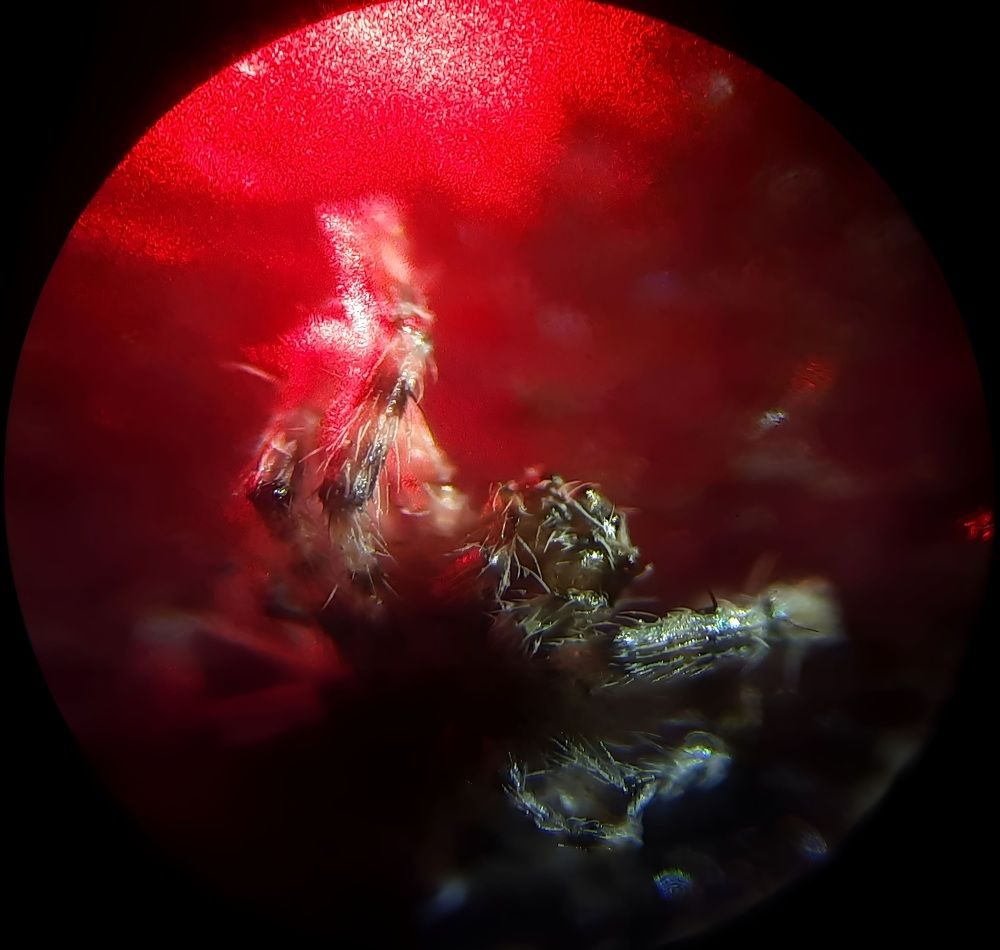 Прометей арахнидов