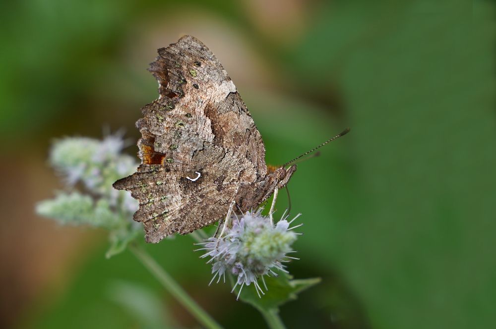 Бабочка-красотка!