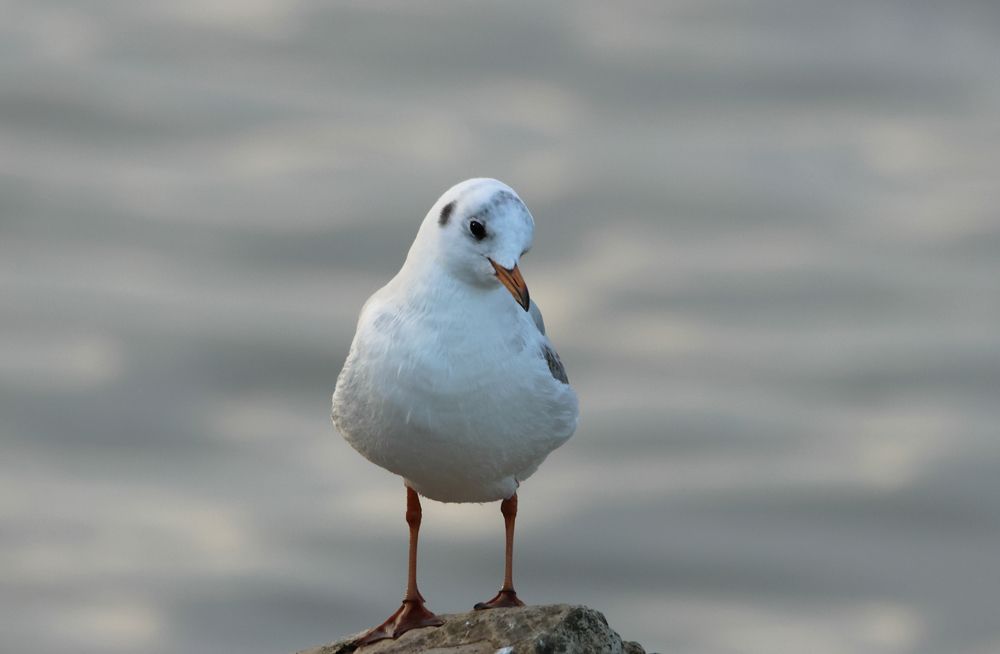 Photograph by Magov Marat