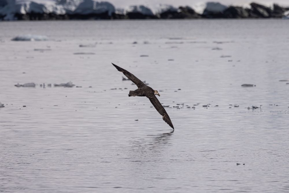 Встал на крыло!