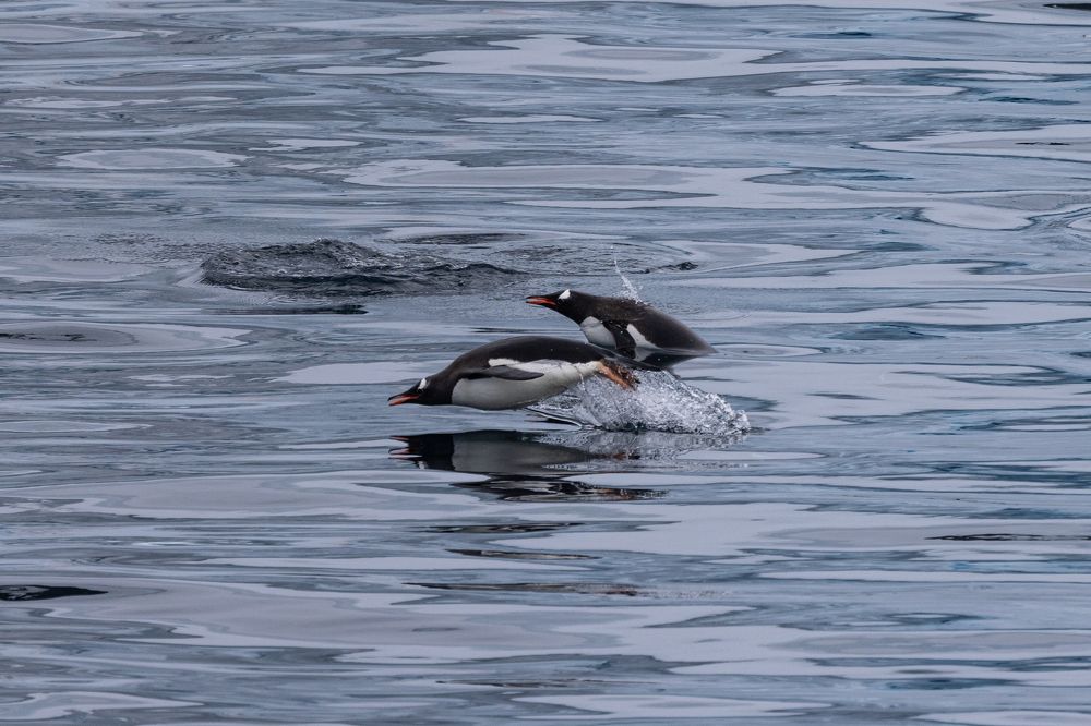 Наперегонки...