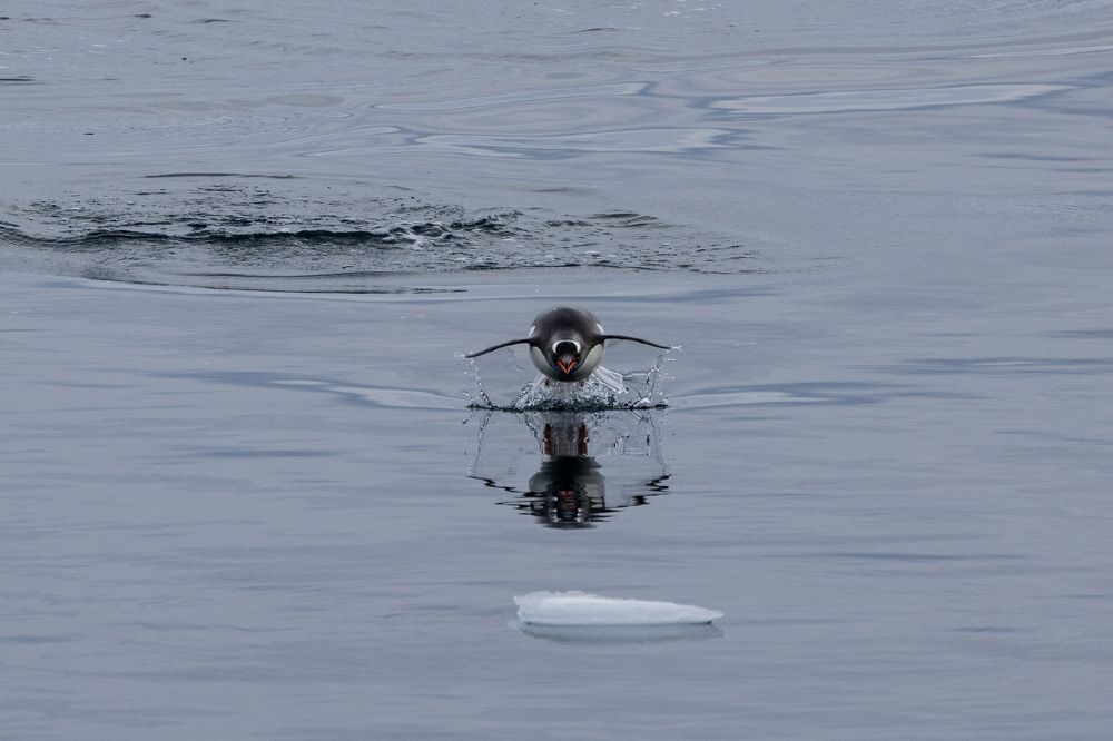 Рождённый летать...