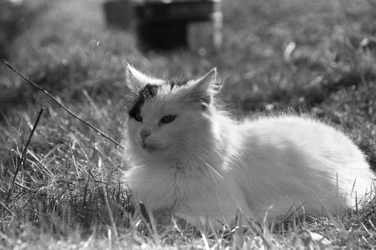 Photo #10257676