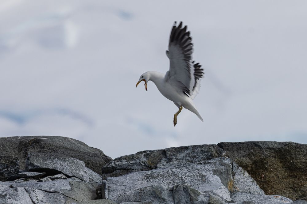 Разойдись! Захожу на посадку!