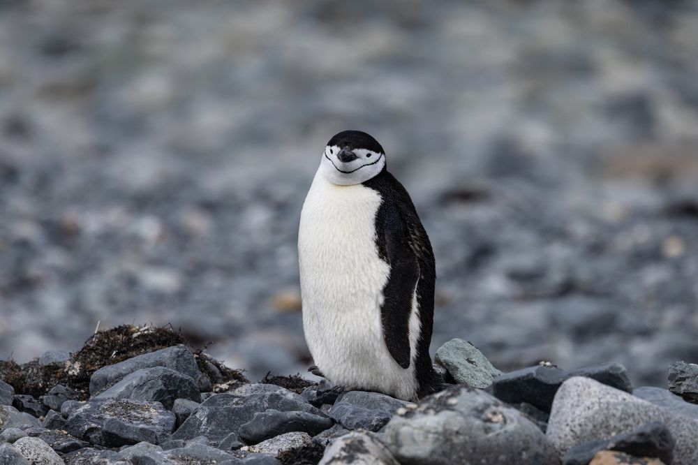 Улыбчивый пингвин