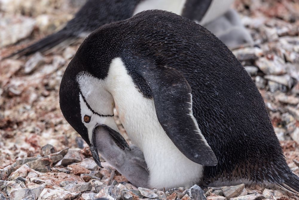 Хочу назад, внутрь!