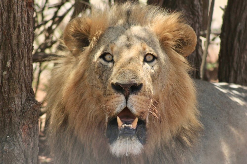 Взляд Царя зверей