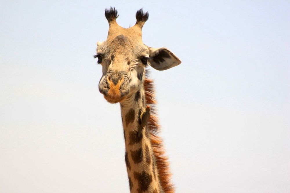 Photograph by Махди Самадов