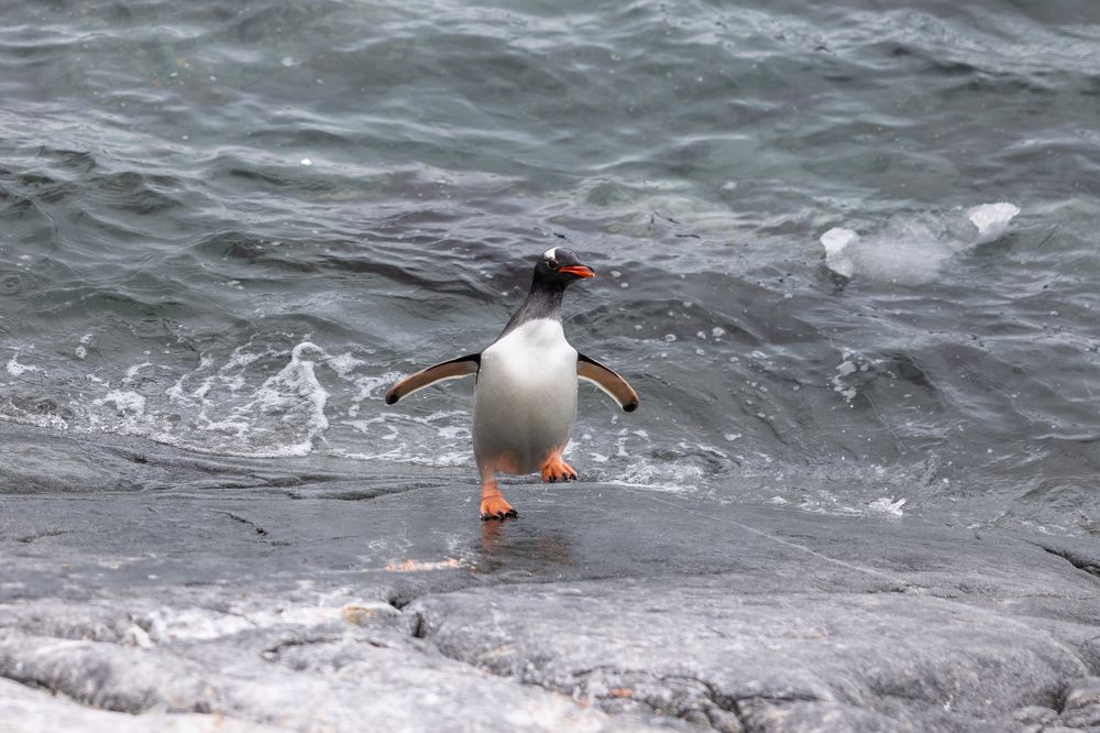 Photograph by Игорь Стретьячук