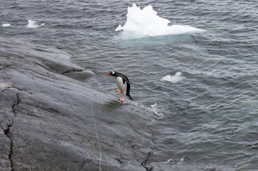 Photograph by Игорь Стретьячук