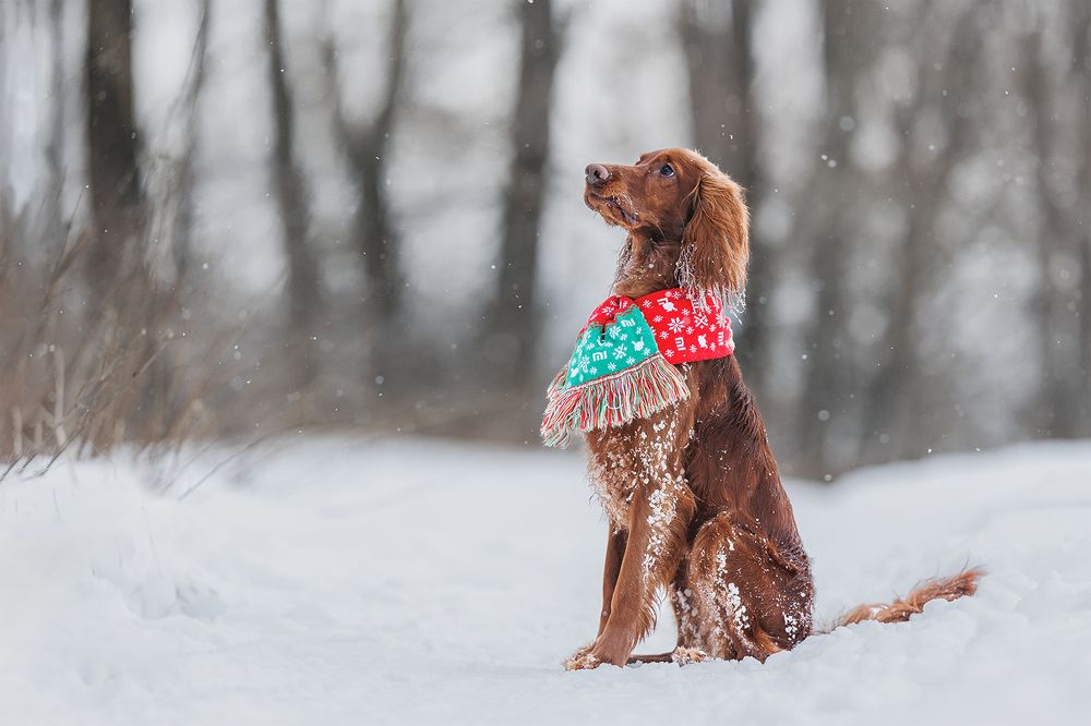 Photograph by Шитиков Владимир