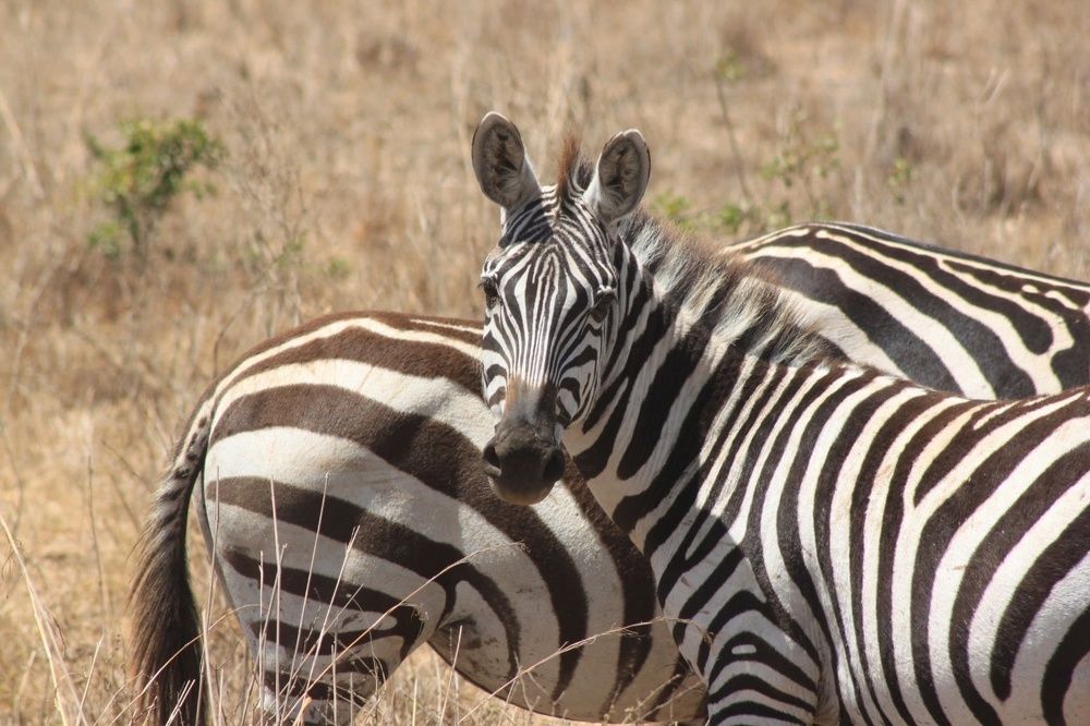 Кристофер Марти Мартин