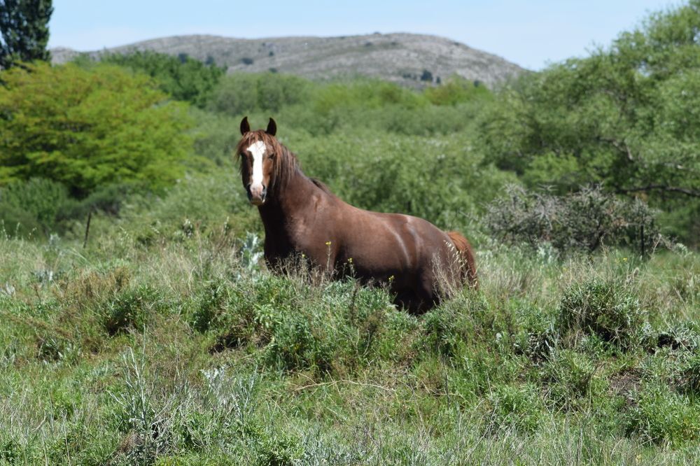 Equino en su entorno natural