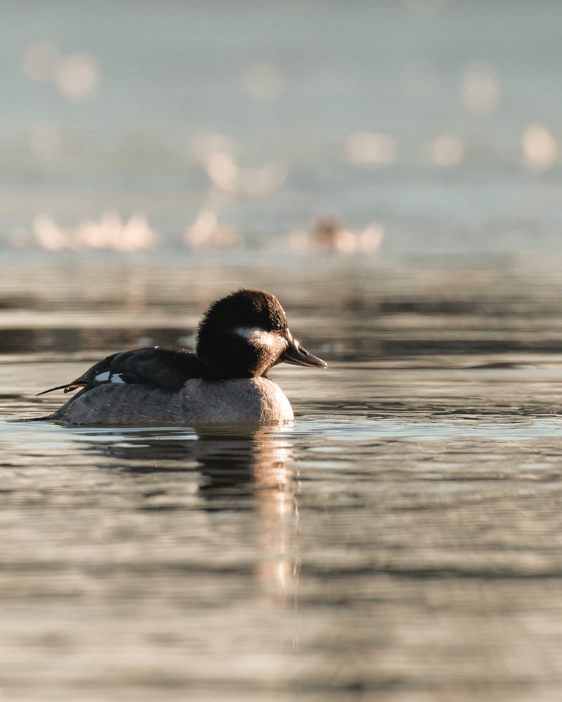 Photograph by Greg Noakes