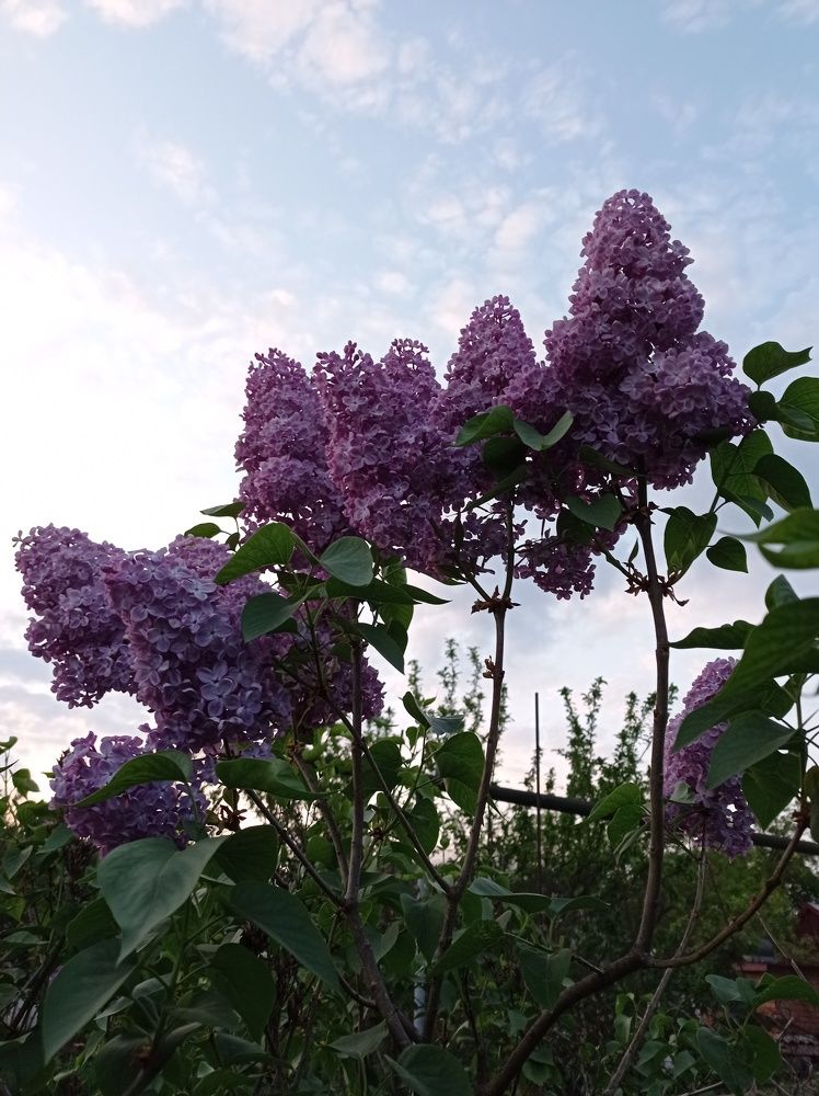 Вечерняя сирень под щебет соловья/ Evening lilacs accompanied by the nightingale's twitter