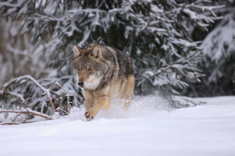 Photograph by Ольга Одаренко