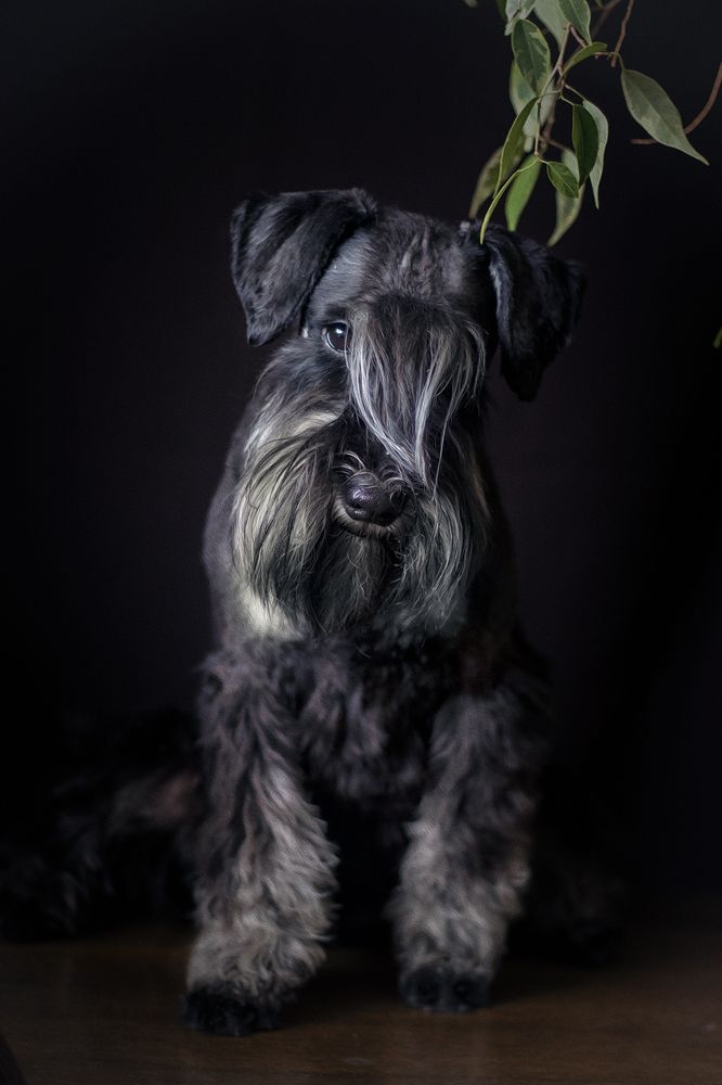 Photograph by Тамара Шамугия