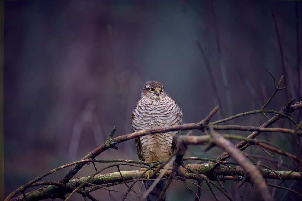 Photograph by Gert Ooms