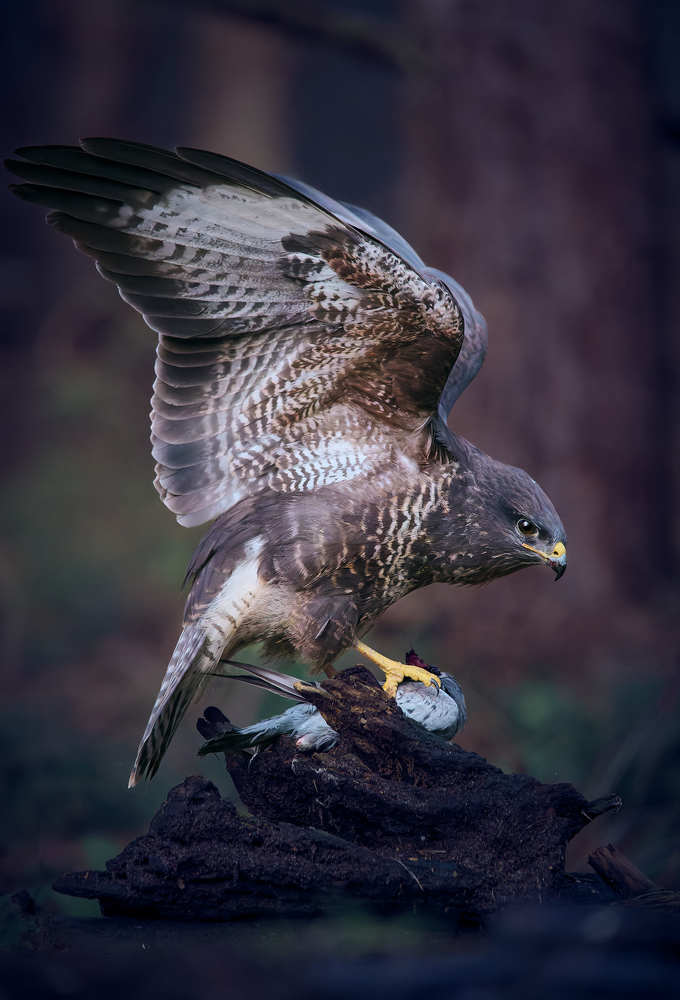 Common Buzzard (Buteo buteo)