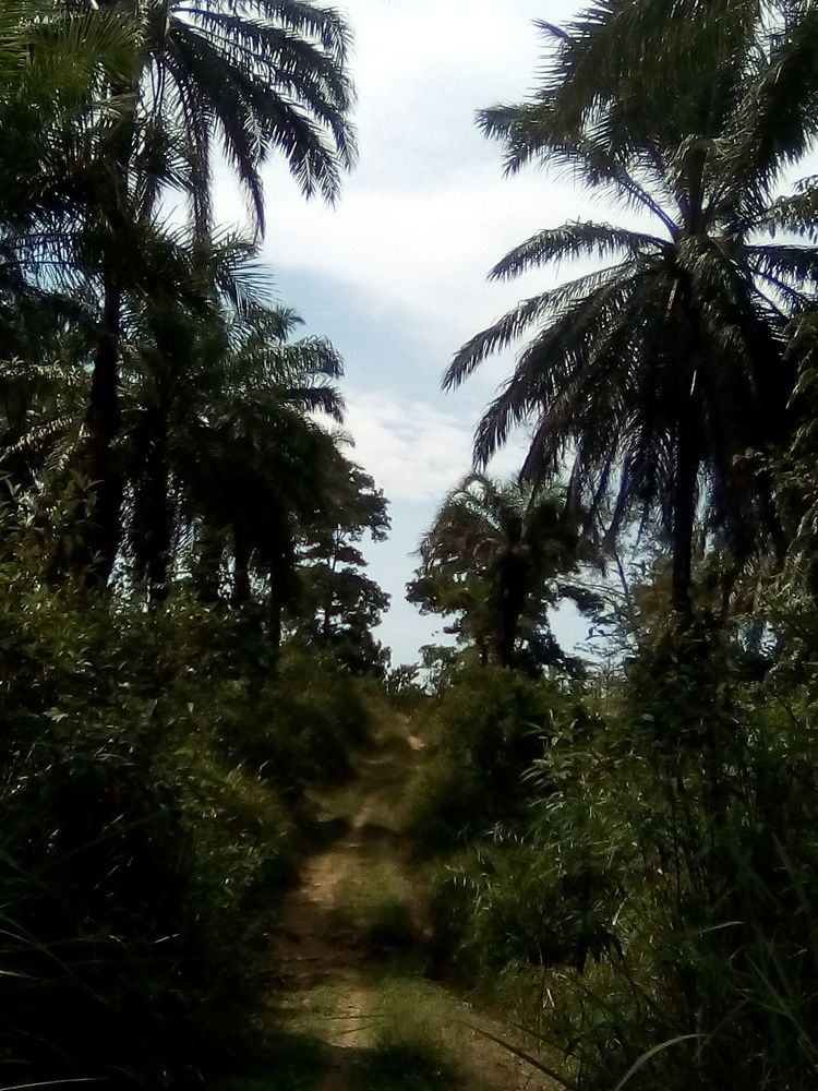 По тропинке в облака