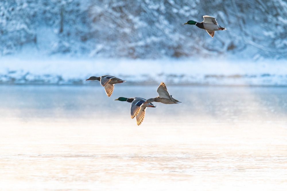 Photograph by Рамзан Давлетмирзаев