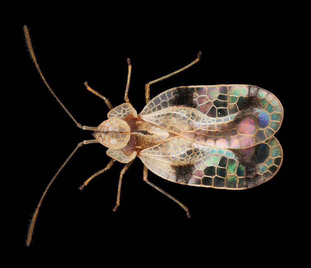 Stephanitis pyrioides