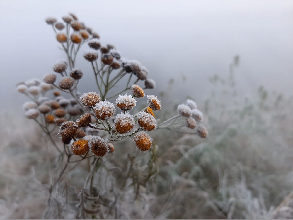 Пижма в инее