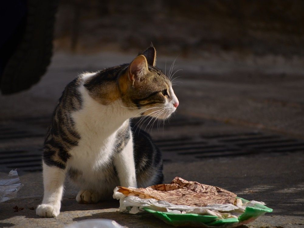 Cat in Jerusalem