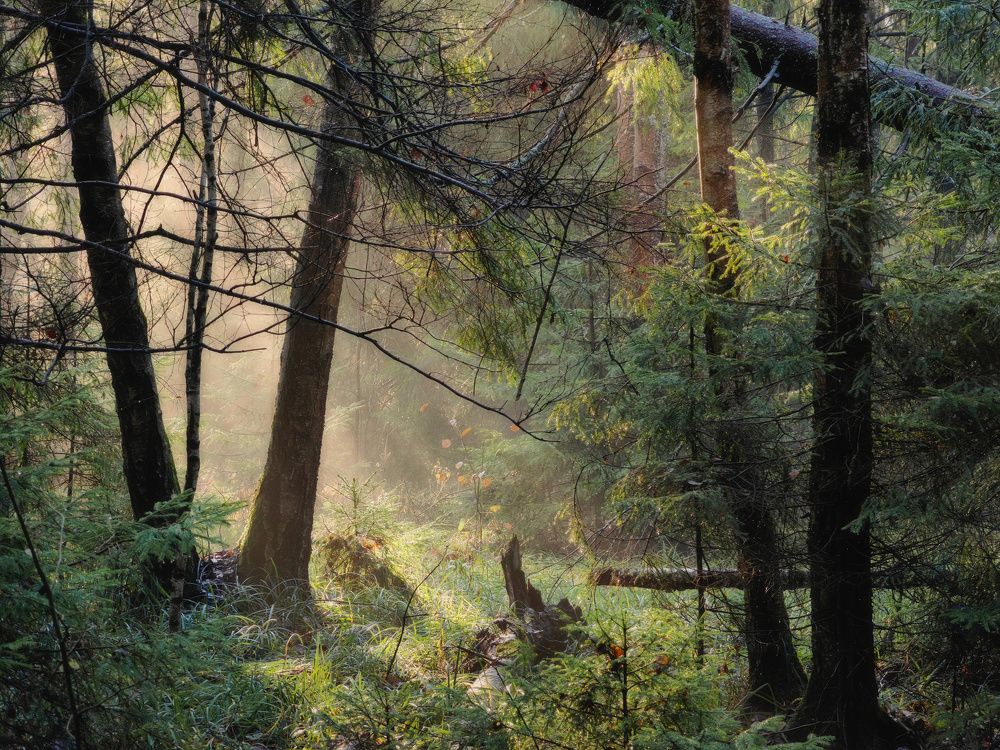 Photograph by Пётр Калачев