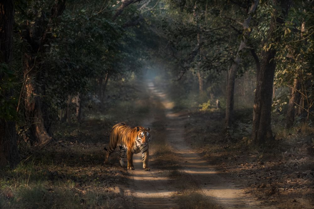 Фотография автора Sunny Saha Pramanick