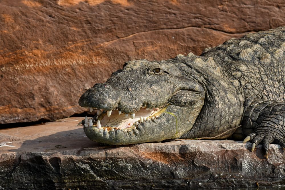 Фотография автора Harshit Sharma