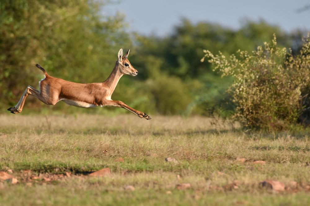 Фотография автора Harshit Sharma