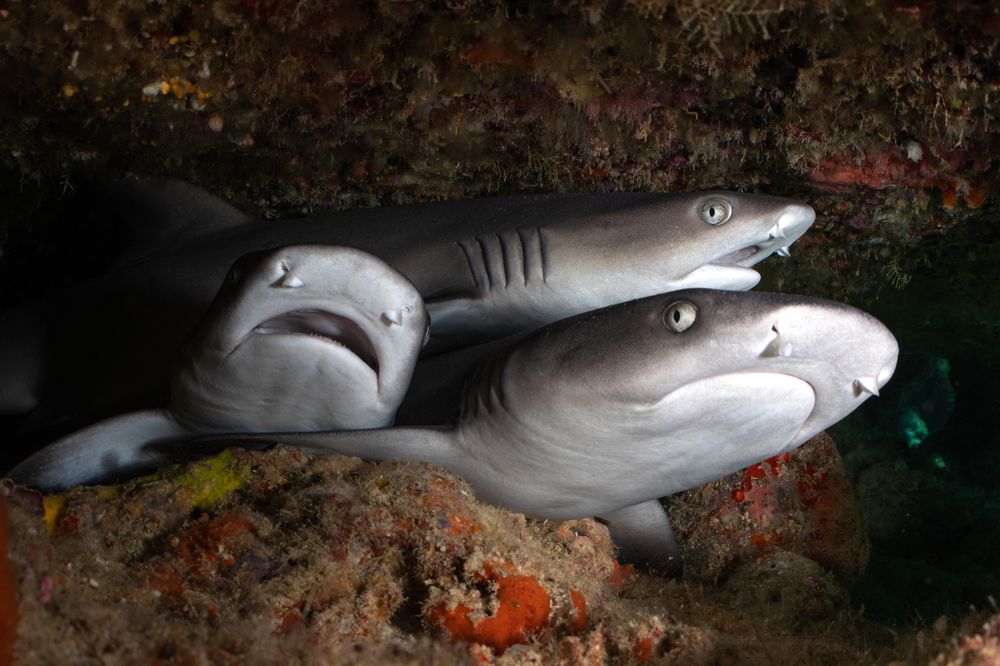 Photograph by Ceci Ver