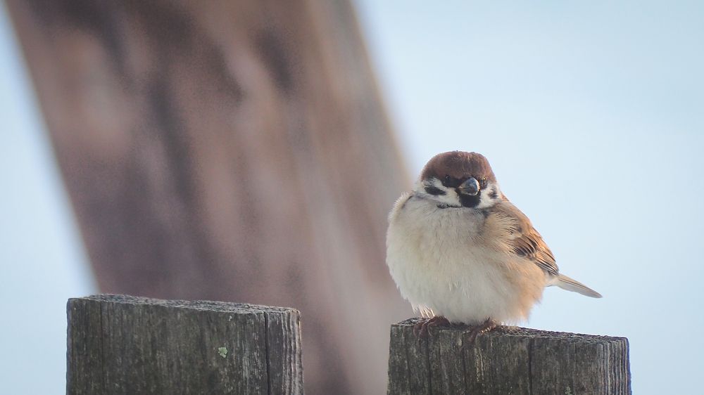 Фотография автора Михаил Пинягин
