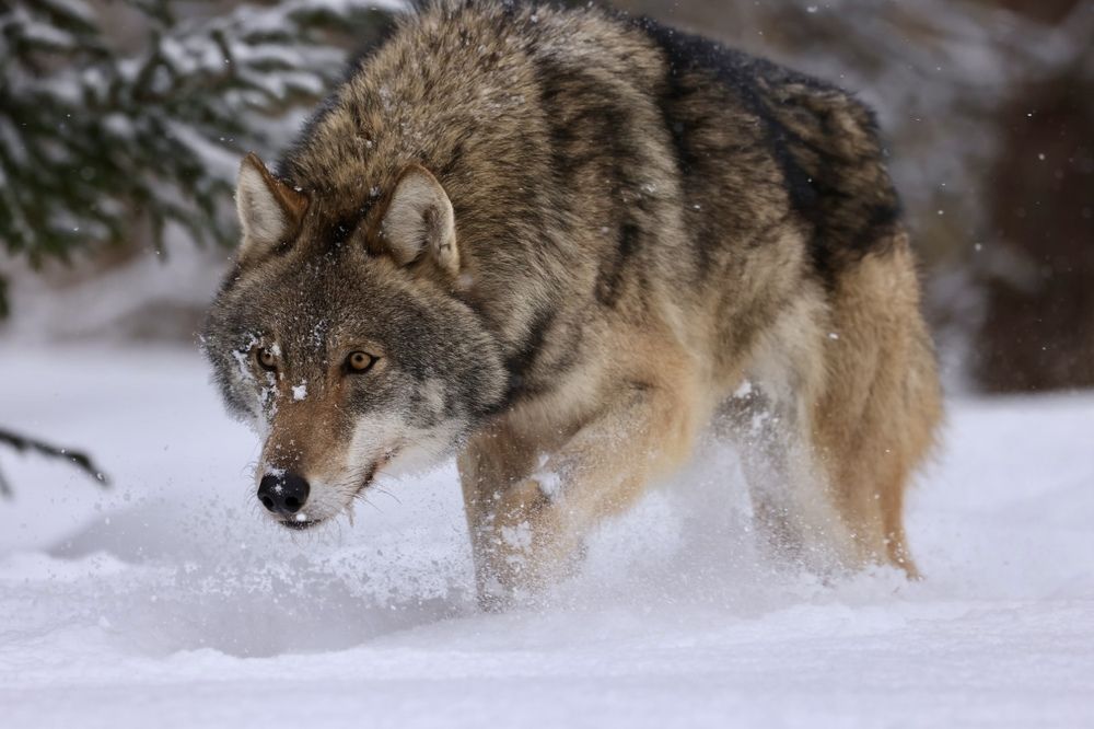 Photograph by Ольга Одаренко