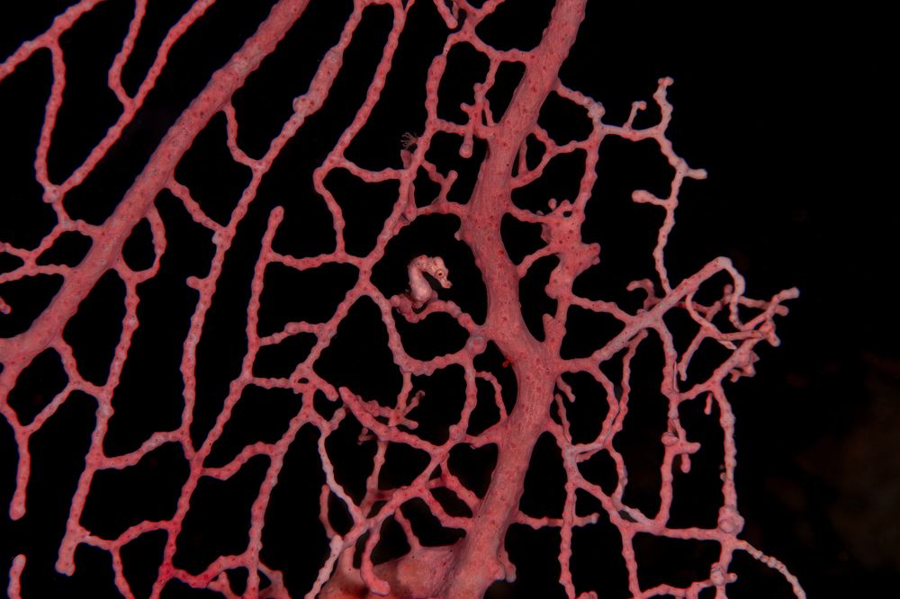 Photograph by Shinto K Anto