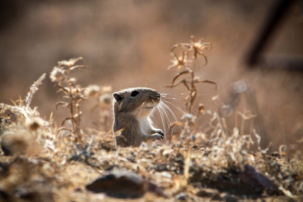 Степная полёвка