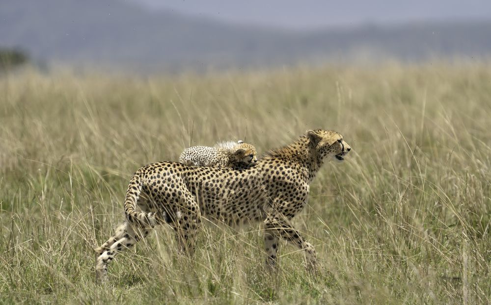 Photograph by Mohammed Al-Faraj