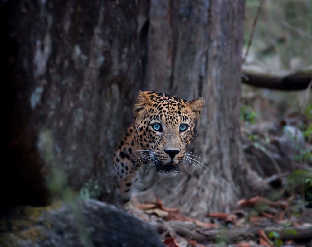 Photograph by VIRAJ PHARANDE