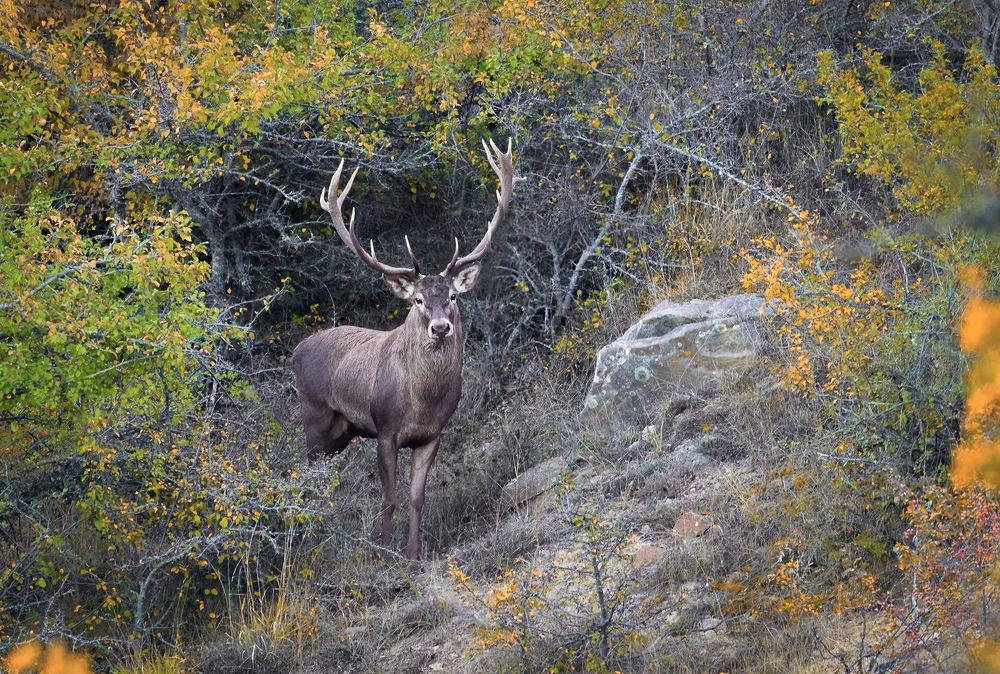Red deer and autumn...