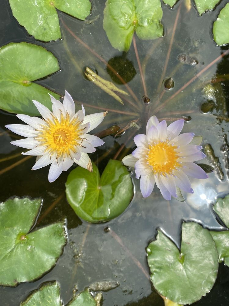 Photograph by Prabhu Viswanathan