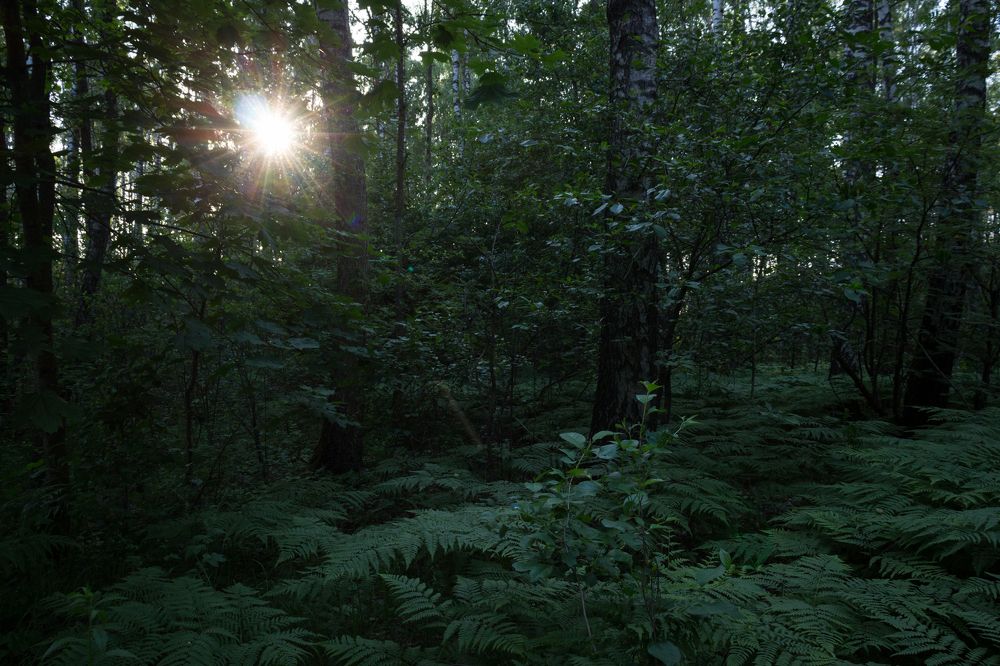 Фотография автора Roman Mishukov