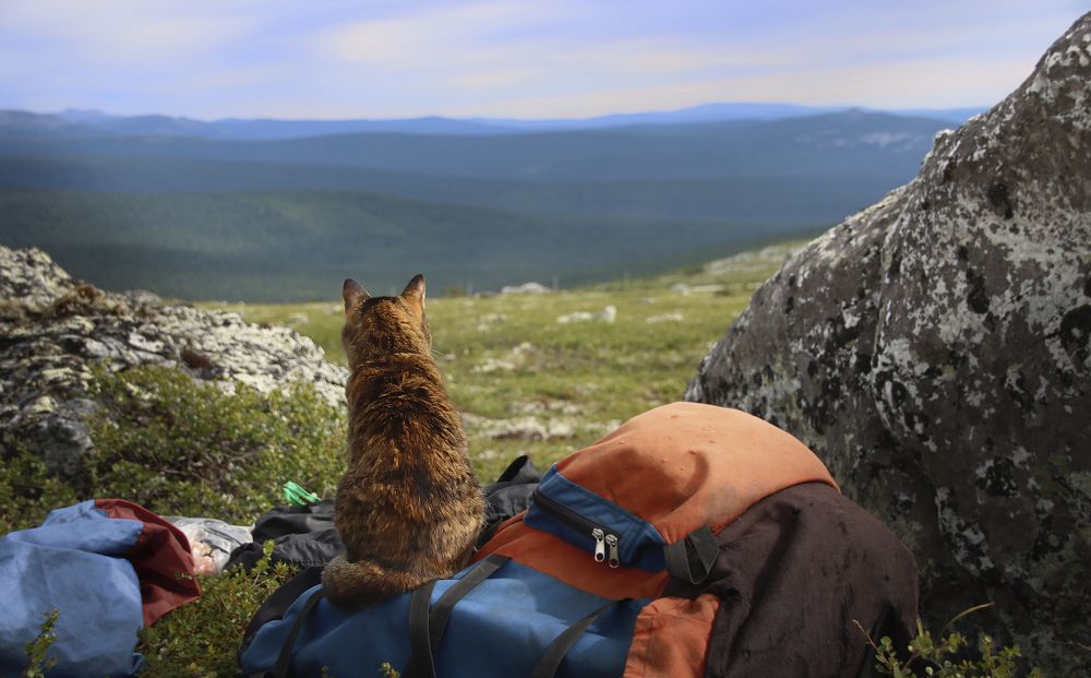 Когда хозяева туристы...