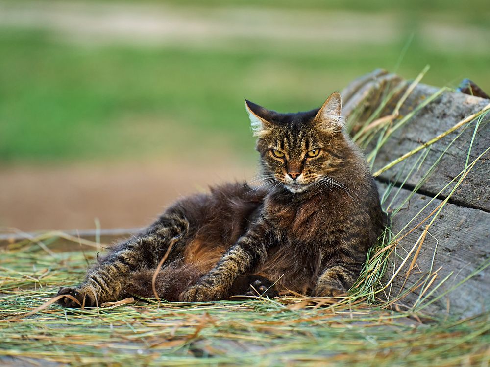 Шел бы ты отсюда, папарацци...