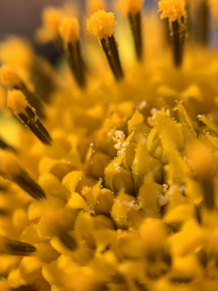 Цветение подсолнуха