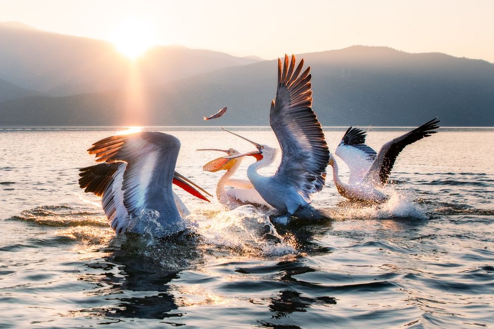 Пеликаны на озере